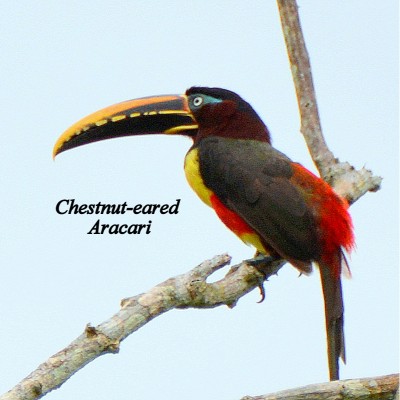 Chestnut-eared Aracari